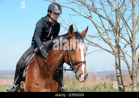 Il sentiero di equitazione, Tedesco cavallo Warmblood / pilota, a piedi Foto Stock