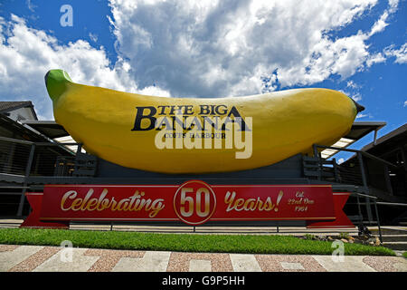 Il big banana a Coffs Harbour nel New South Wales NSW, Australia sulla celebrazione dei cinquant anni 50 Foto Stock