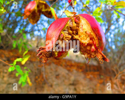 Stramature frutto di melograno su albero a Alora campagna Andalusia Foto Stock