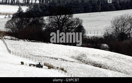 Un agricoltore alimenta le sue pecore dopo la caduta di neve nelle colline vicino a Denny, Scozia. Foto Stock