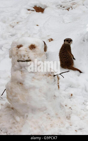 Nevicate pesanti in tutto il Regno Unito. Un Meerkat nella neve allo Zoo di Londra Foto Stock