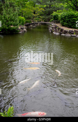 Uno spettacolare pesce Koi nel fossato circostante il castello di Himeji. Foto Stock