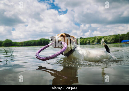 Cane nuotate nel lago con l'anello Foto Stock