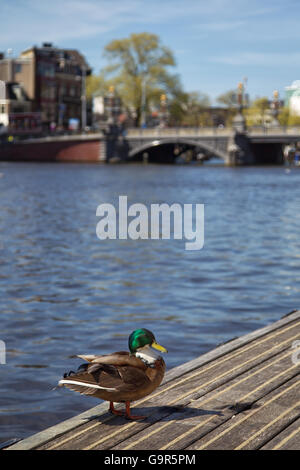 Mallard seduto su di un molo al fiume Amstel di Amsterdam, Paesi Bassi nella primavera. Foto Stock