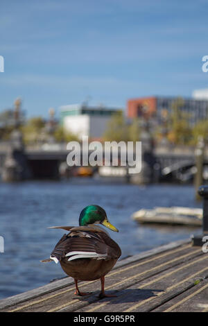 Mallard seduto su di un molo al fiume Amstel di Amsterdam, Paesi Bassi nella primavera. Foto Stock