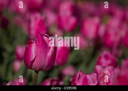 Tulipani colorati in Vondelpark ad Amsterdam, nei Paesi Bassi in primavera. Foto Stock