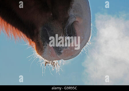 Cavalli domestici, bocca, narici Foto Stock