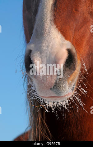 Cavalli domestici, bocca, narici Foto Stock