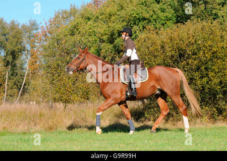 Sentiero, equitazione donna Hanovarian equitazione / sorrell, Tedesco Warmblood, equitazione casco Foto Stock