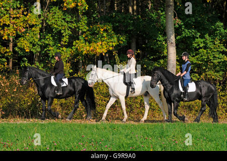 Il sentiero di equitazione, il frisone cavallo, Tedesco Warmblood / equitazione casco Foto Stock