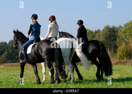 Il sentiero di equitazione, il frisone cavallo, Tedesco Warmblood / equitazione casco Foto Stock