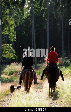 Sentiero equitazione con cavalli islandesi Foto Stock