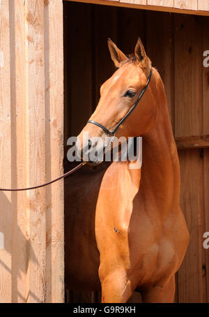 Akhal-Teke, mare Foto Stock