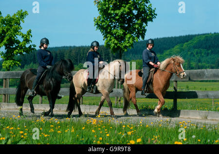 Le ragazze di equitazione cavalli islandesi / Lezione di equitazione Foto Stock