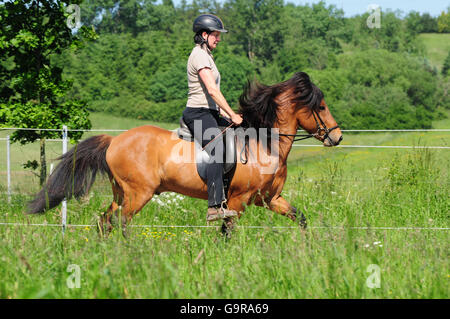 Equitazione donna cavallo islandese, stallone / toelt, briglia, laterale Foto Stock