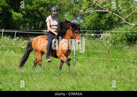 Equitazione donna cavallo islandese, stallone / toelt, briglia Foto Stock