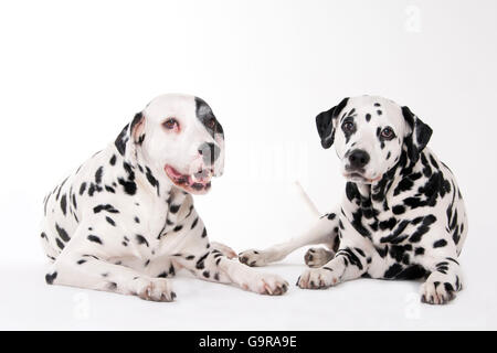 Dalmati, cani maschio, 8 e 11 anni Foto Stock