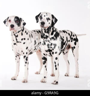 Dalmati, cani maschio, 8 e 11 anni Foto Stock