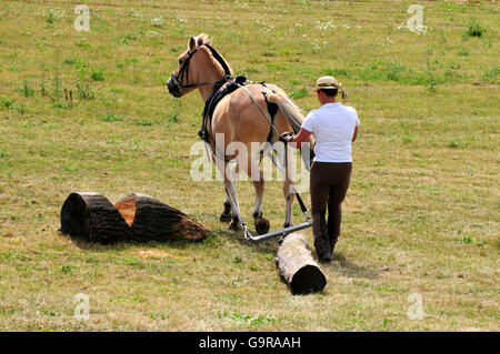 Uomo con norvegese cavallo, log-tirando la concorrenza / Sport popolari Foto Stock