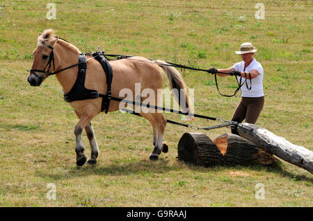 Uomo con norvegese cavallo, log-tirando la concorrenza / Sport popolari Foto Stock