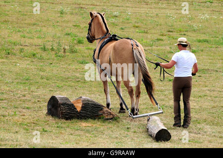 Uomo con norvegese cavallo, log-tirando la concorrenza / Sport popolari Foto Stock