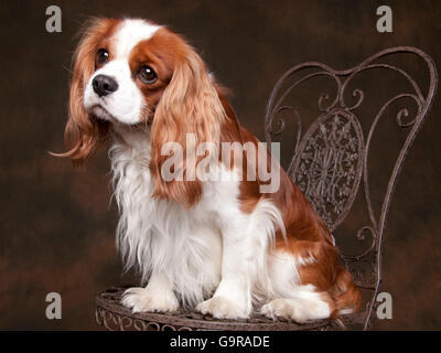 Cavalier King Charles Spaniel, maschio, Blenheim Foto Stock