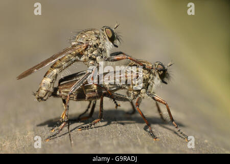 Il Kite-tailed Robber Fly, coppia, accoppiamento, Nettetal, Renania settentrionale-Vestfalia, Germania / (Tolmerus atricapillus) / Robberfly, laterale Foto Stock