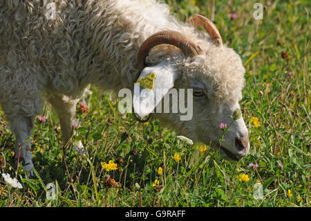 Capre Angora / capra domestica, di capra mohair, orecchio tag Foto Stock