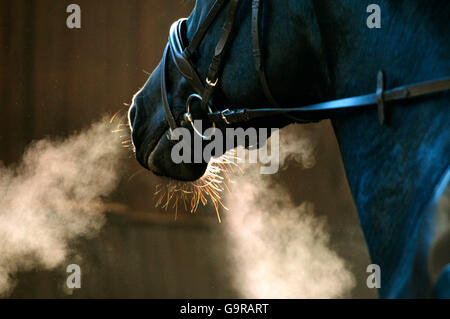 Sport Equestri dettaglio / museruola, briglia, freddo, il respiro Foto Stock