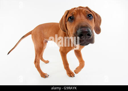 Ridgeback rhodesiano, maschio, cucciolo, 12 settimane / Obiettivo Fisheye Foto Stock