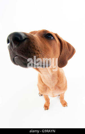 Ridgeback rhodesiano, maschio, cucciolo, 12 settimane / Obiettivo Fisheye Foto Stock