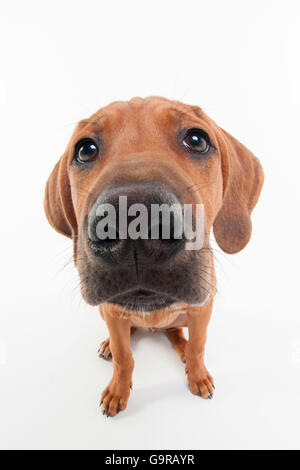 Ridgeback rhodesiano, maschio, cucciolo, 12 settimane / Obiettivo Fisheye Foto Stock
