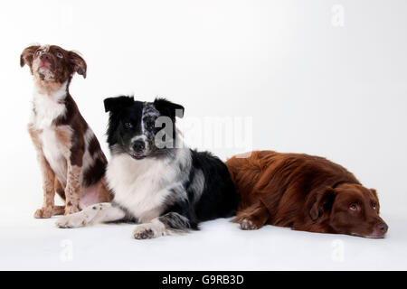 Australian Shepherds, cani maschio, blu-merle, adulto, rosso-merle, cucciolo, 4 mese e rosso fisso, per adulti Foto Stock