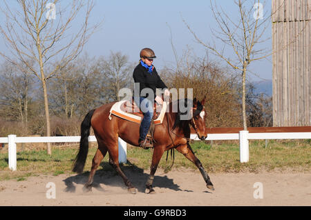 Equitazione western, American Quarter Horse, mare, allenamento, western tack, casco Foto Stock
