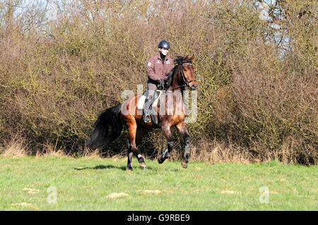 Oldenburg cavallo, castrazione, hacking hack, cavallo, casco, tedesco di equitazione Foto Stock