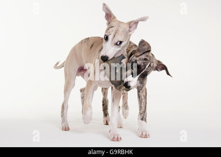 Il whippet, cucciolo di cane maschio, 12 settimane Foto Stock