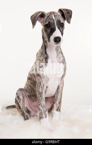 Il whippet, cucciolo di cane maschio, 12 settimane Foto Stock