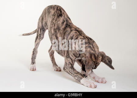 Il whippet, cucciolo di cane maschio, 12 settimane Foto Stock