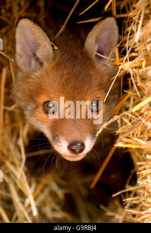 Cucciolo di volpe trovato Foto Stock