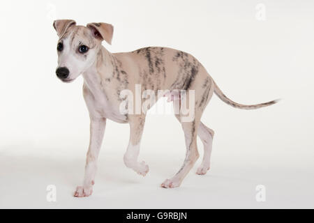 Il whippet, cucciolo di cane maschio, 12 settimane Foto Stock