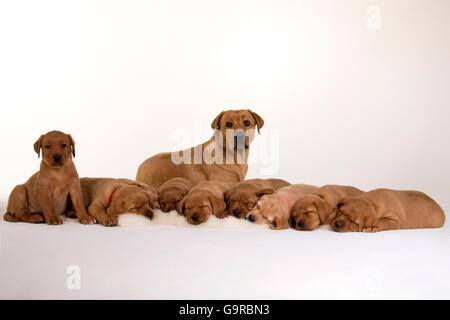 Il Labrador retriever giallo, cuccioli, 8 settimane con la madre / fox red Foto Stock