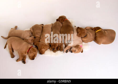 Il Labrador retriever giallo, cuccioli, 8 settimane / fox red Foto Stock