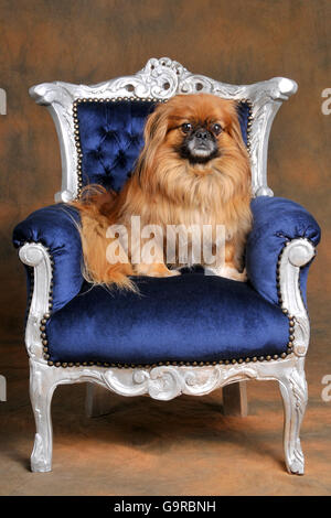 Pekingese, cane maschio, adulto Foto Stock