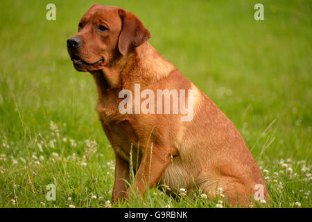 Il Labrador retriever giallo, maschio, cane adulto / fox red Foto Stock