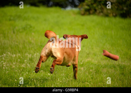 Il Labrador retriever dummy recupero, giallo, cane maschio, adulto / fox red Foto Stock