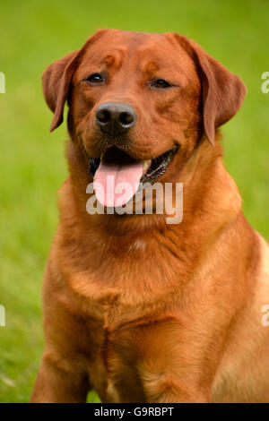 Il Labrador retriever giallo, maschio, cane adulto / fox red Foto Stock