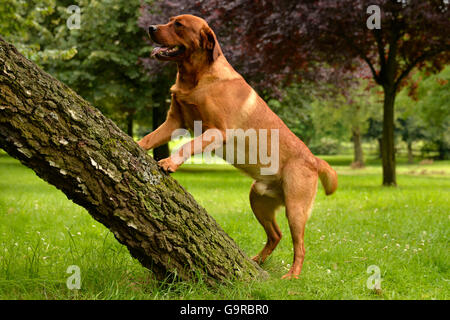 Il Labrador retriever giallo, maschio, cane adulto / fox red Foto Stock