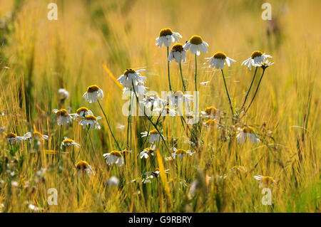 La camomilla in campo di orzo Foto Stock