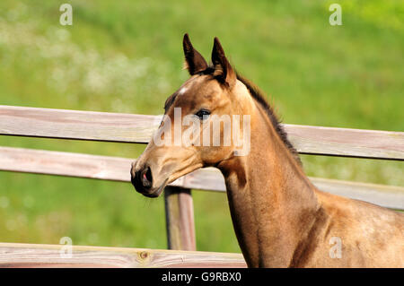 Akhal Teke, puledro, dun Foto Stock