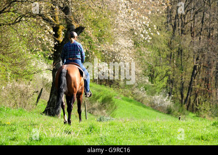 Rider con American Quarter Horse, stallone, bay Foto Stock
